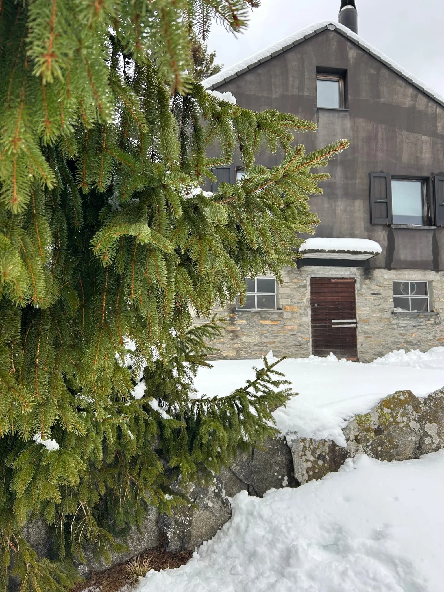 Snowy house facade behind fir branches