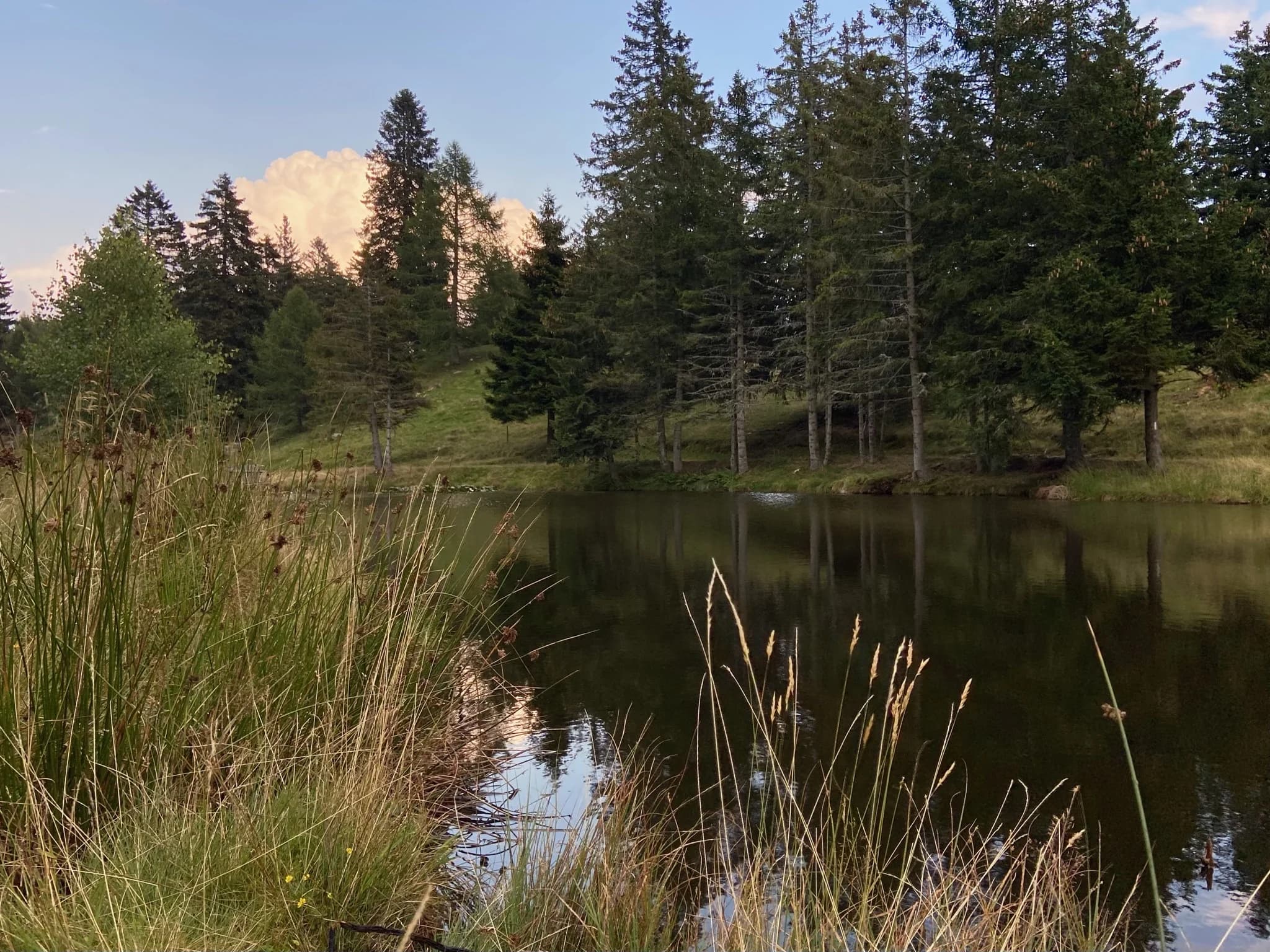 Quiet alpine lake surrounded by fir trees