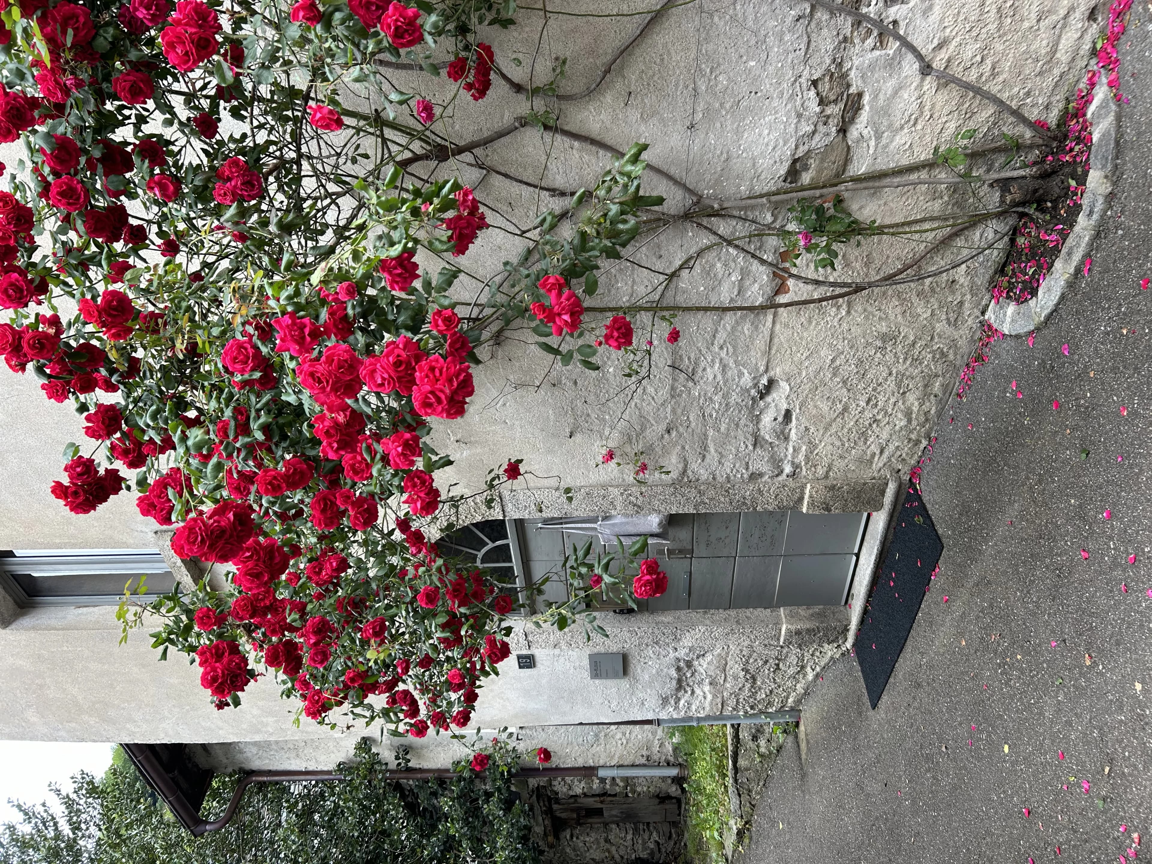 Rose-covered entrance to Ca' Spontoi